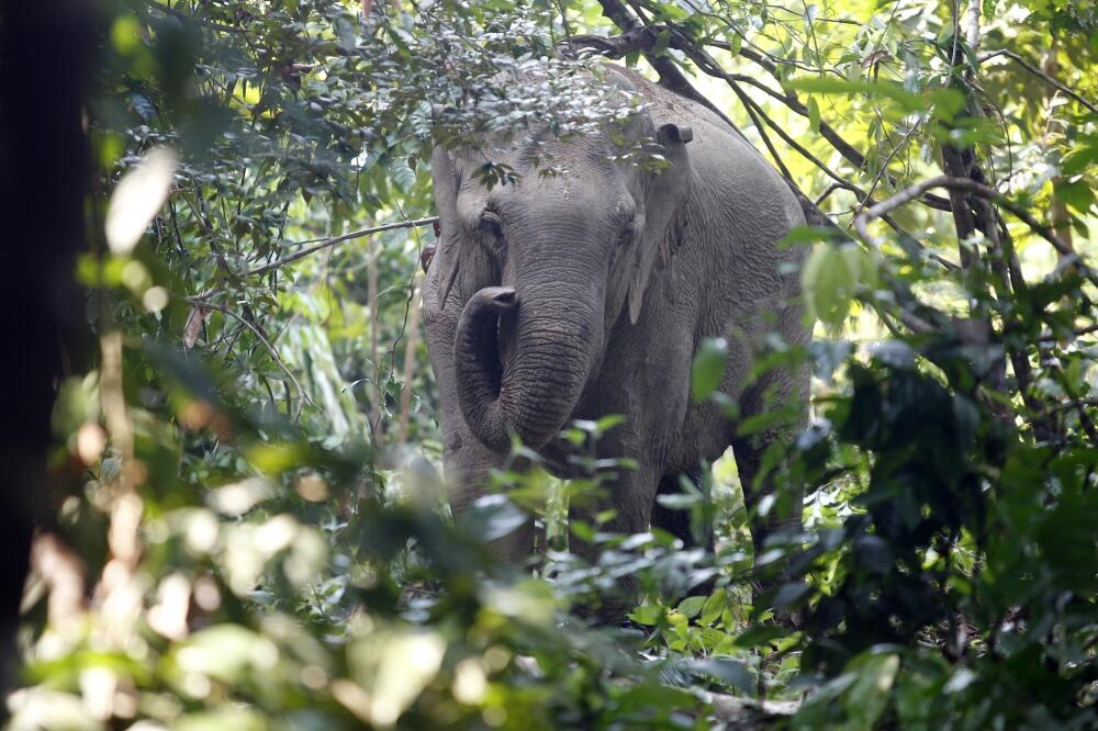 slonovi, Foto: Rojters