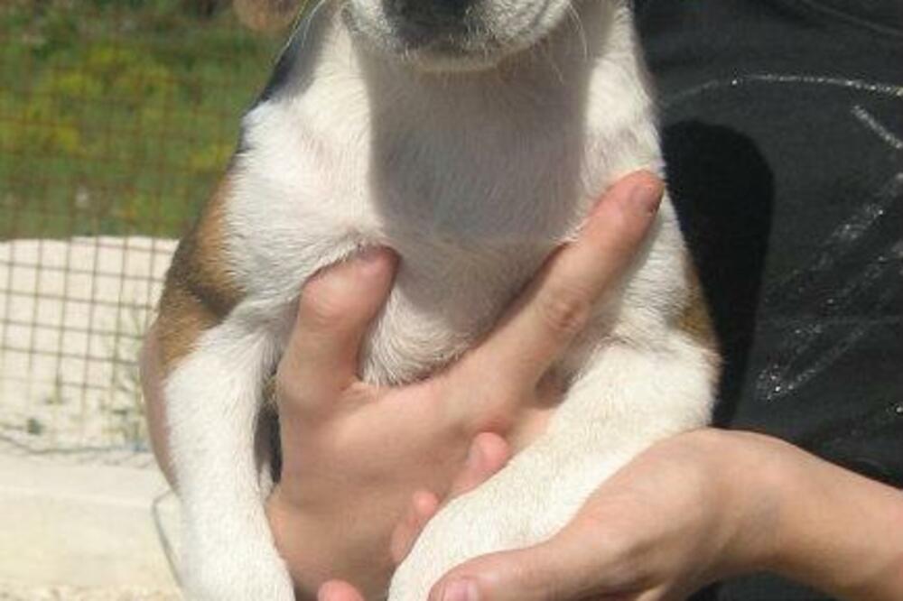 pas, azil, Foto: Facebook