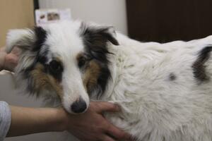 Pas lutalica danima čuvao povrijeđenog druga