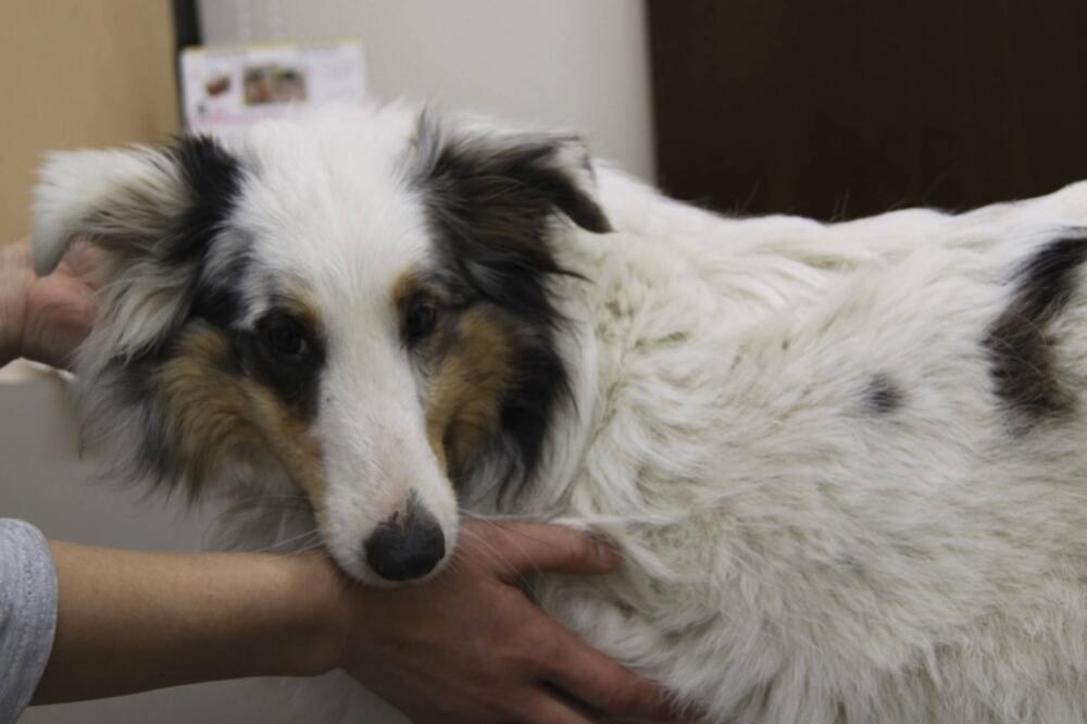 Japan, spasavanje pasa, Foto: Beta/AP