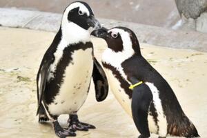 Ženka stala između najpopularnijeg para pingvina
