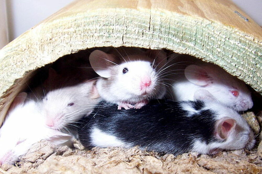 miševi, Foto: Wikipedia