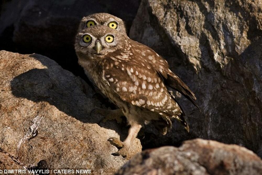 sove, Foto: Caters News Agency