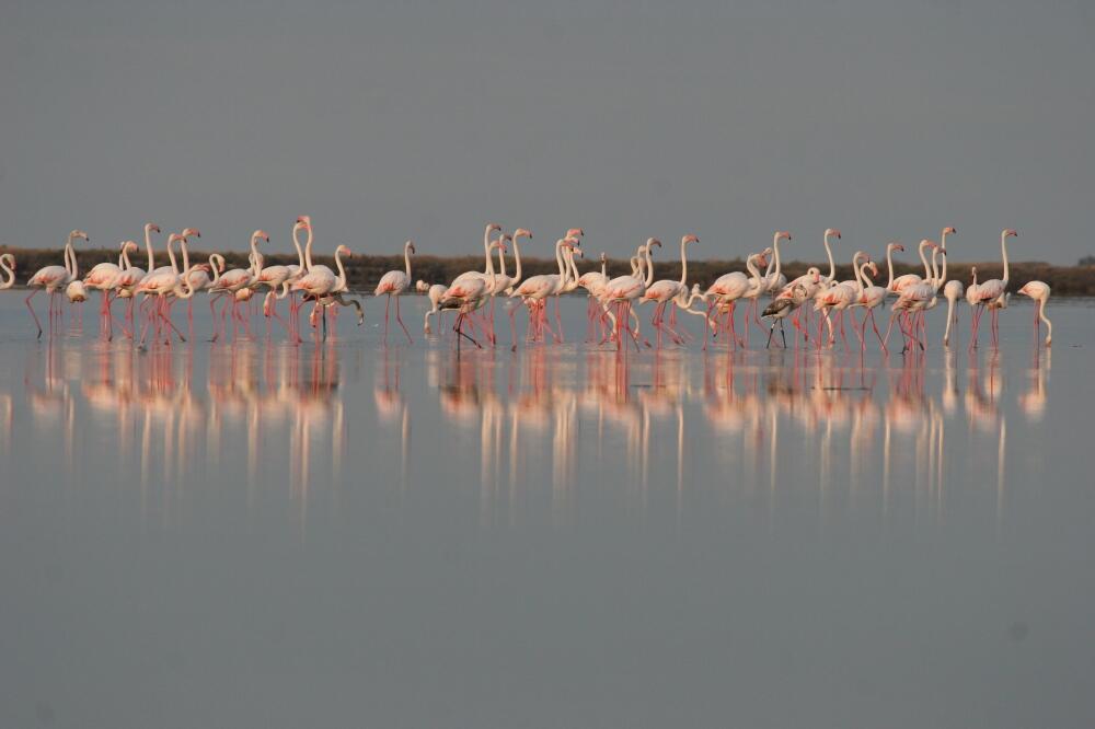 Flamingosi u Ulcinju, Foto: Marc Thibault