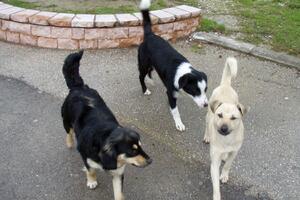 Kazne za vlasnike pasa koji nemaju povodac i korpu