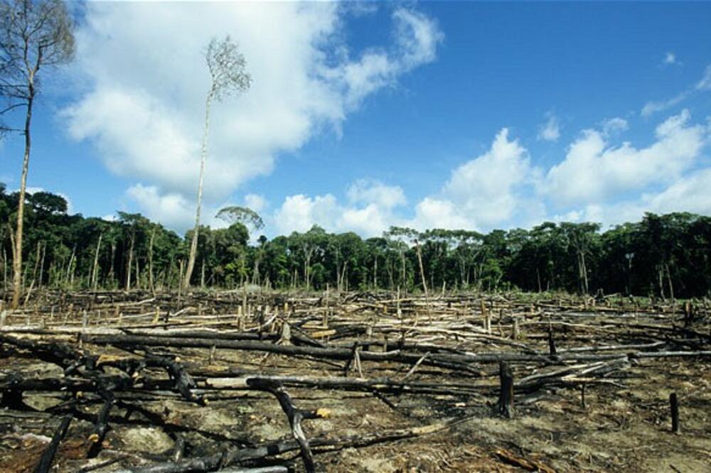 Brazil prašuma, Foto: Telegraph.co.uk