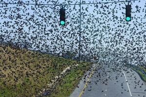 Jata vrana 'pomračila' nebo iznad gradića u Alabami