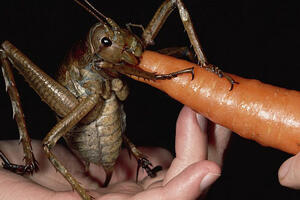 Otkriven najveći insekt na svijetu