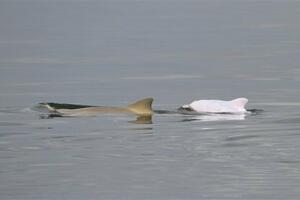 Pronađeno mladunče rijetkog albino delfina