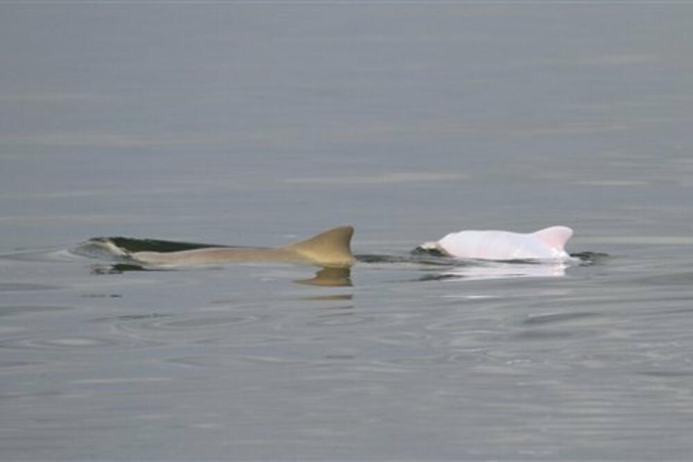 albino delfin, Foto: AP