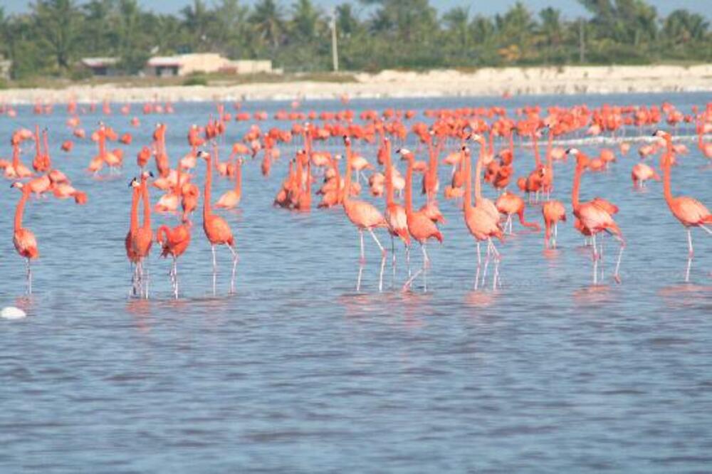 flamingosi, Foto: Tripadvisor.com