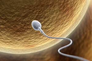 Bežična mreža opasna po spermatozoide