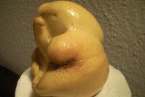 Vitamin C: Limun-priganica u Herceg Novom