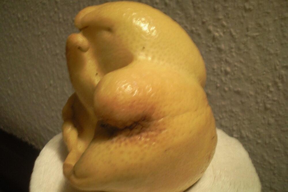 limun, Foto: Ljilja Nikezić