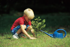 Makedonci posadili 6 miliona stabala