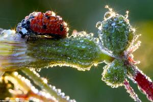 "Bubamara od kristala" pozirala njemačkom fotografu