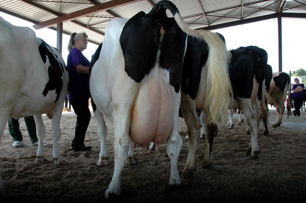 Priplodna stoka, Foto: Luka Zeković