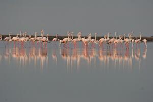 Ulcinj: Na bazenima solane čudesna slika - jato od 450 flamingosa