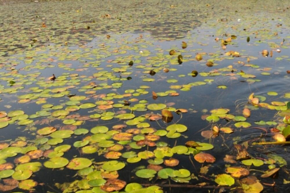 Skadarsko jezero, Foto: Luka Zeković