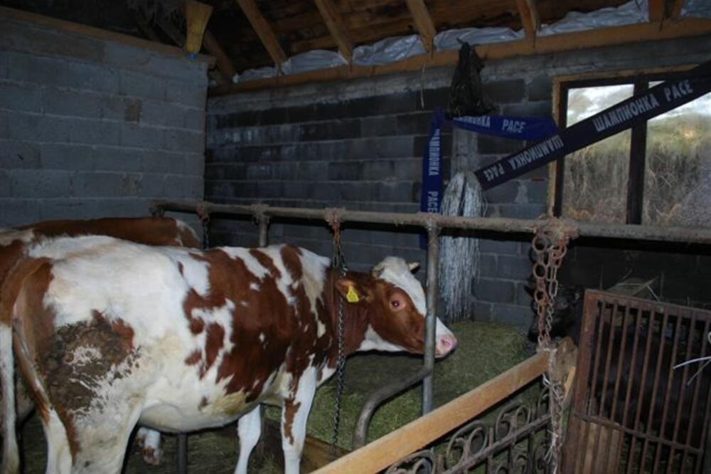 farma, krava, krave, Foto: Arhiva "Vijesti"