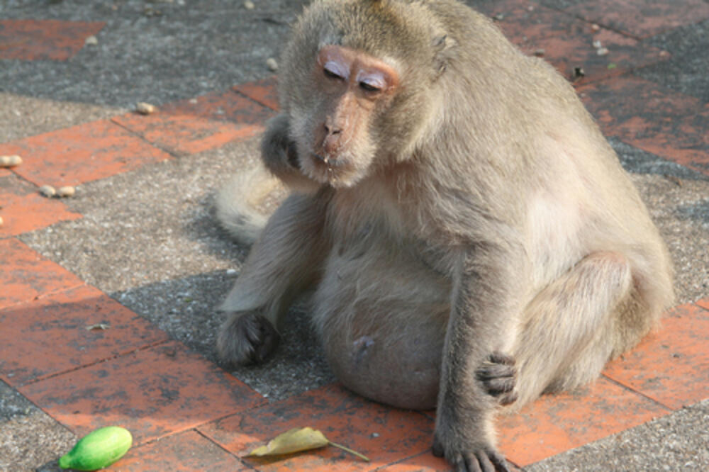 majmun, Foto: Shutterstock.com