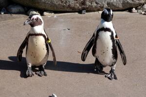 Radnici Zoološkog vrta u Torontu razdvojili gej pingvine