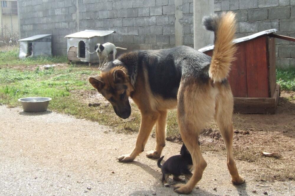 azil na vrelima, Foto: Arhiva "Vijesti"