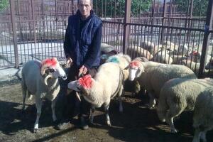 Uoči Bajrama Hasib na Stočnoj pijaci prodao 110 jagnjadi