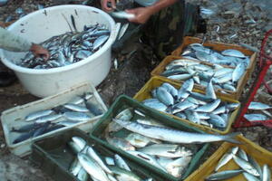 Elezović: Ne kupujte ribu od dinamitaša