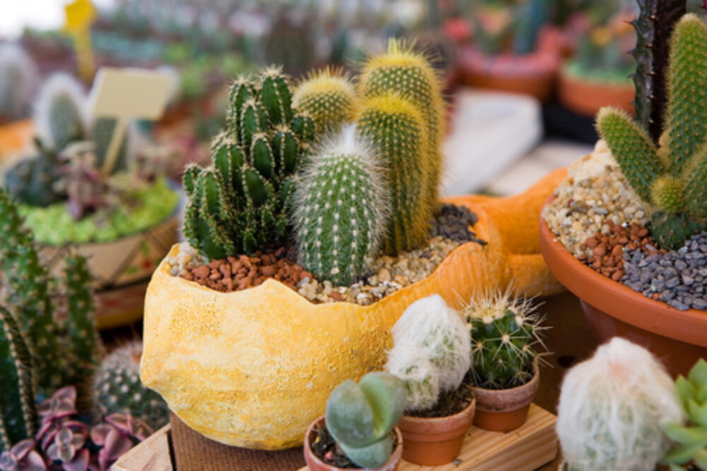 kaktus, Foto: Shutterstock.com