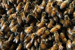 U Juti se prevrnuo kamion sa 25 miliona pčela