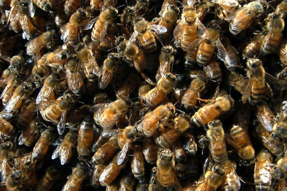 pčele, Foto: News.com.au