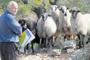 Škola za pastire: Diploma treba i za čuvanje ovaca i koza