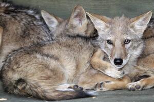 Južnokorejski naučnici klonirali kojote?