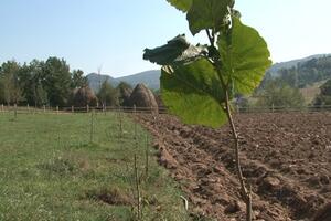 Kad dobijemo plantažu lijeske, ne bi trebalo da uvozimo lješnik