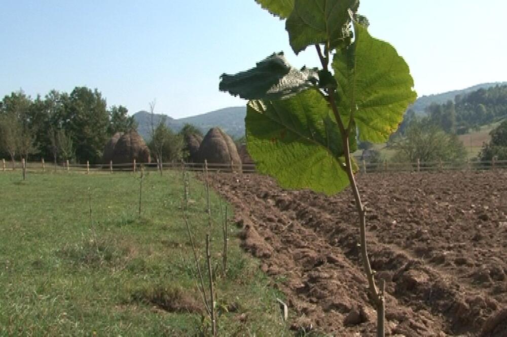 imanje pljevlja, Foto: Goran Malidžan