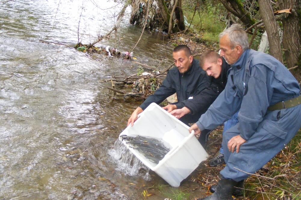 poribljavanje ljuboviđa, Foto: Beća Čoković