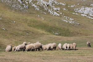 Vuk na Krnovu zaklao 24 ovce Slavke Adžović