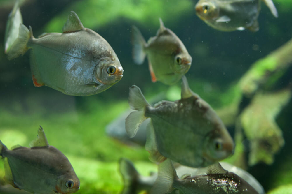 pirana, Foto: Shutterstock.com