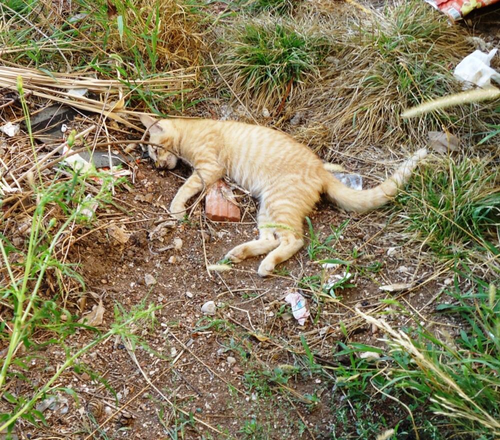 Golubovina, pomor pasa i mačaka