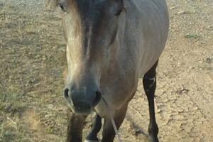 Ždrebica Viktorija vraćena u divljinu