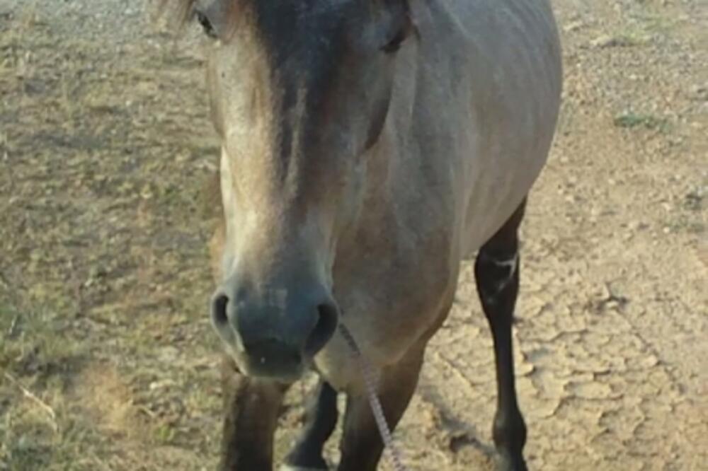 Viktorija, Foto: Britomartis