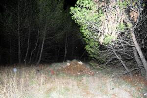 Žena udavljena i ostavljena u šumi na Ćemovskom polju