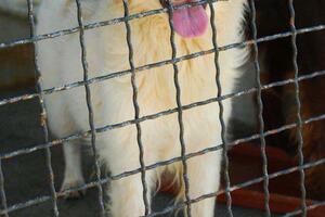 Baru neophodan azil za pse i mačke