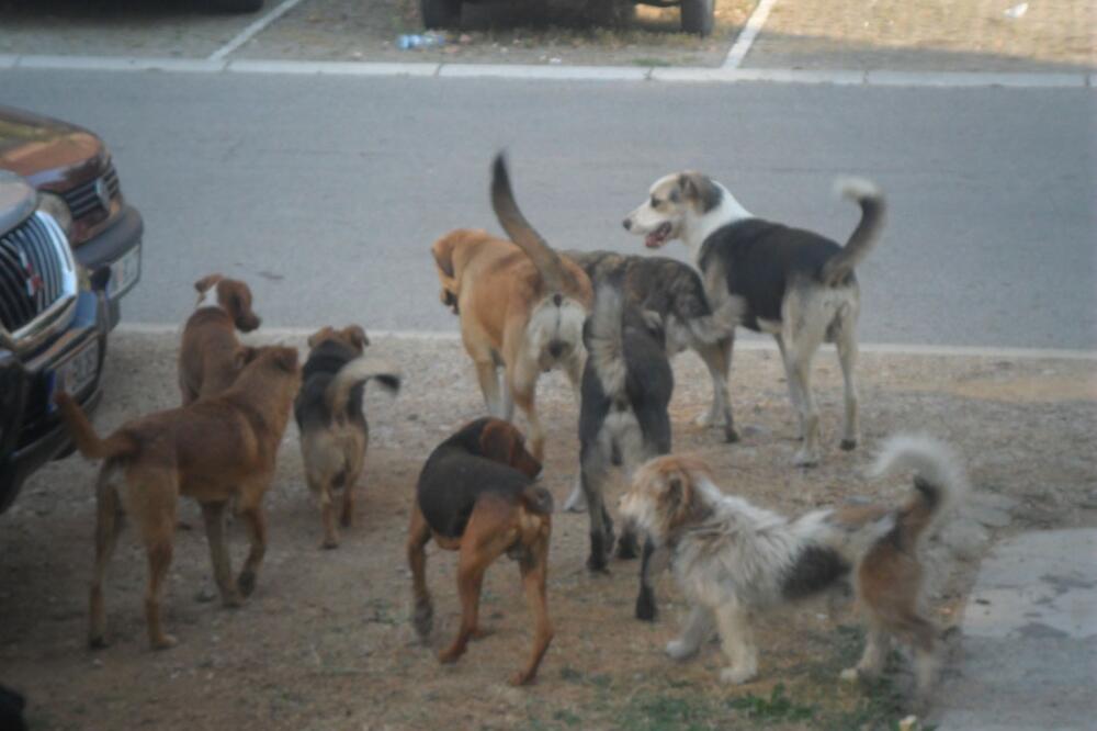 Psi lutalice Nikšić, Foto: Svetlana Mandić