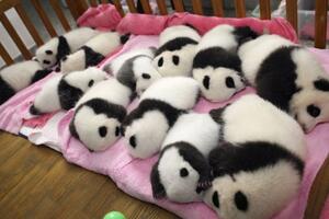 Male pande iz Sečuana oduševile ljubitelje životinja