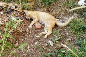 U Budvi se "dosjetili": Mačiće prvo u najlonske kese, pa u...