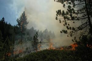 Izgorjelo domaćinstvo Tomislava Kneževića