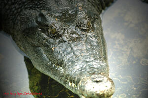 Krokodil već 15 dana slobodno luta gradskim parkom