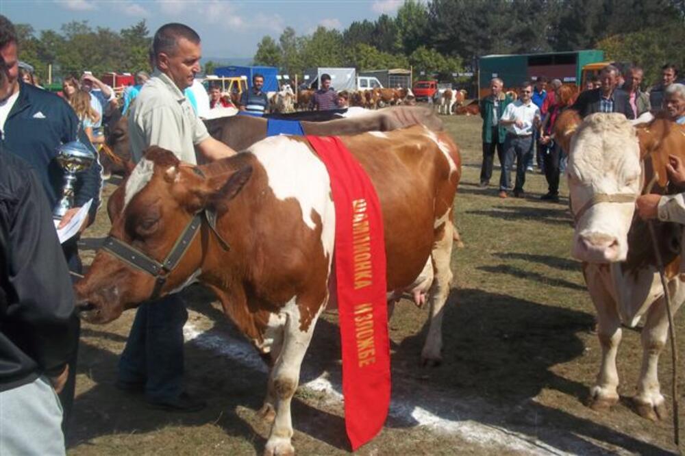 Izložba stoke "Polimlje 2011" u Beranama 5